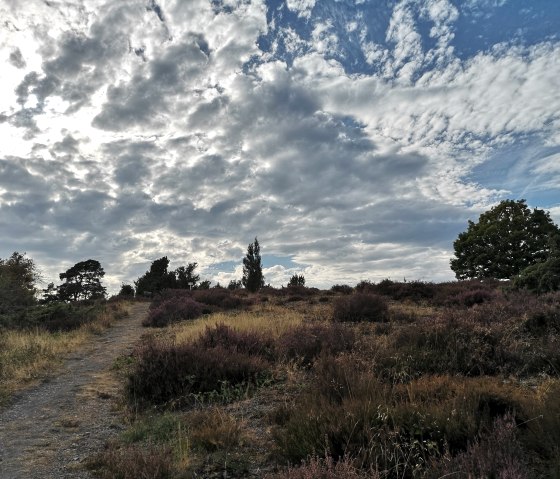 Juniper heath Langscheid, © Laura Rinneburger