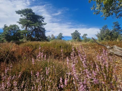 Eine natürliche Landschaft mit lila Blumen und Sträuchern. Im Hintergrund sind Bäume und ein blauer Himmel zu sehen.