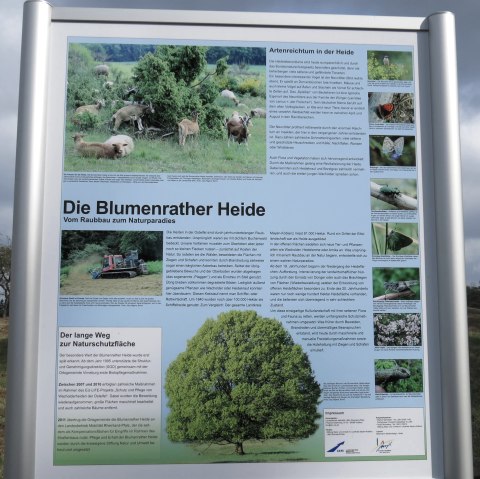 Infotafel zur Blumenrather Heide, © Foto: Svenja Schulze-Entrup, Quelle: Touristik-Büro Vordereifel