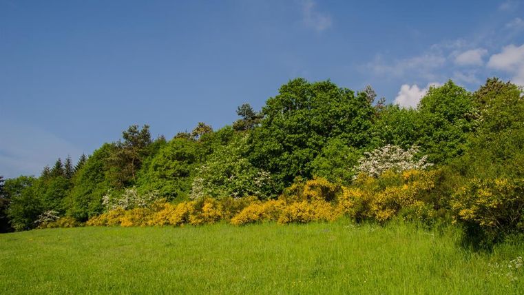 A green meadow with colorful bushes and a forest in the background. The sky is blue with a few clouds.