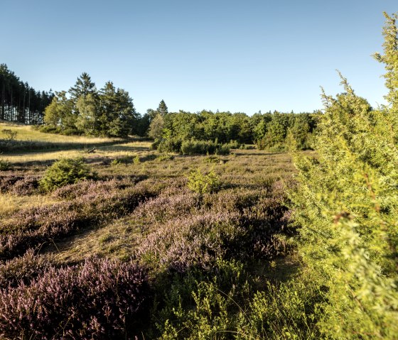 Heidebl&uuml;te am Traumpfad Bergheidenweg, &copy; Eifel Tourismus GmbH, Dominik Ketz