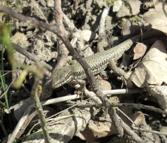 Tiere in der Ahl, &copy; Foto: Svenja Schulze-Entrup, Quelle: Touristik-B&uuml;ro Vordereifel