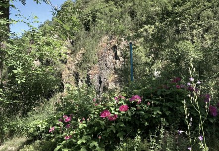 Blick auf die Monrealer Burg, &copy; Claudia Bilzer