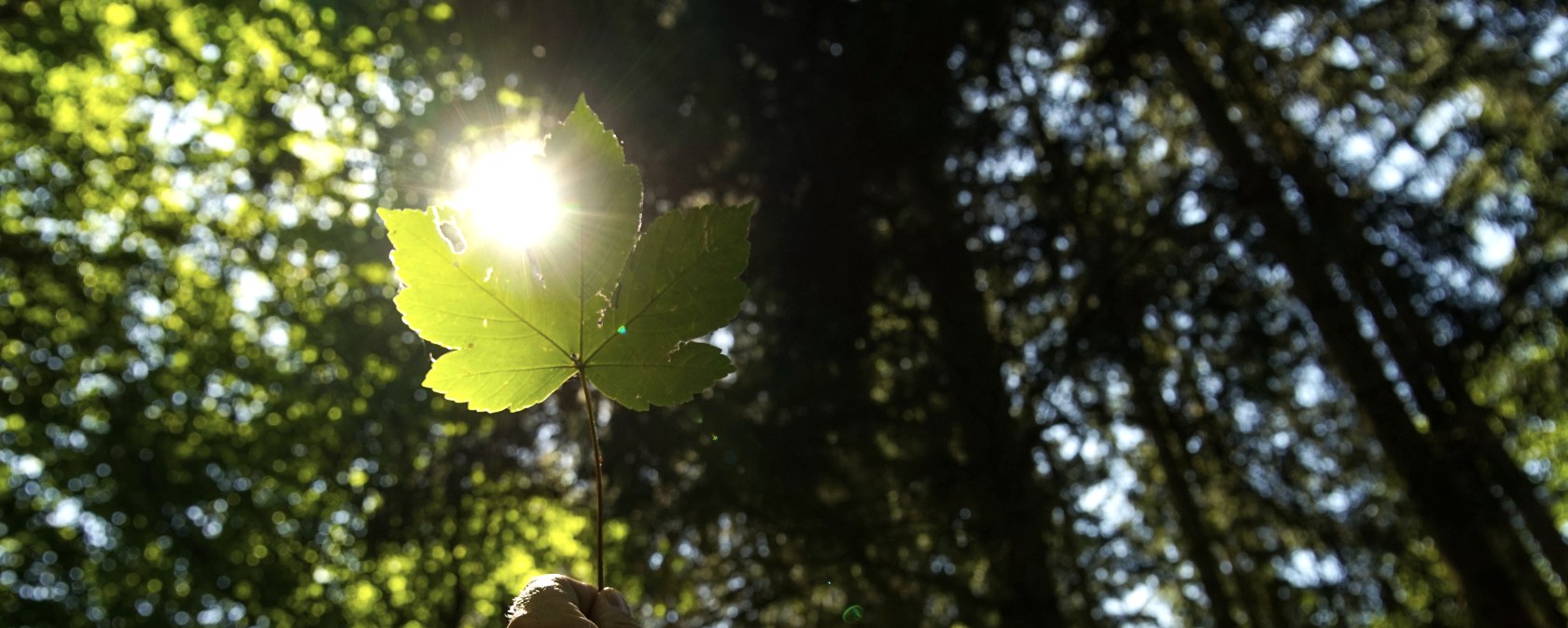 Blatt mit Sonnenstrahlen