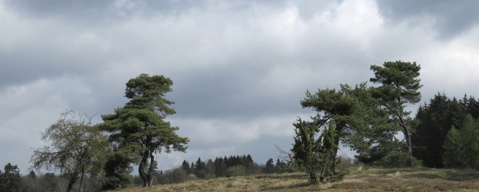Die Blumenrather Heide, © Foto: Svenja Schulze-Entrup, Quelle: Touristik-Büro Vordereifel