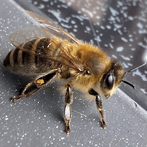 Summ Summ, © Charlotte Kleinschmidt