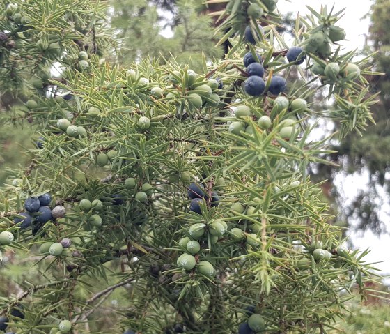 Wacholderbeeren, &copy; Svenja Schulze-Entrup