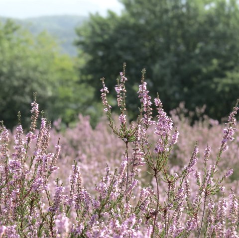 Bl&uuml;hende Heide bei Langscheid, &copy; Foto: Svenja Schulze-Entrup, Quelle: Touristik-B&uuml;ro Vordereifel