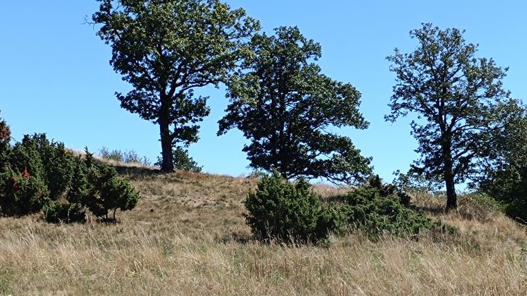 Ein sanfter Hügel mit einigen Bäumen und trockenem Gras. Der Himmel ist klar und blau.