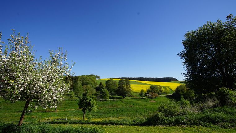 Eine friedliche Landschaft mit blühenden Obstbäumen und saftigem Grün. Im Hintergrund leuchten gelbe Felder unter einem klaren blauen Himmel.