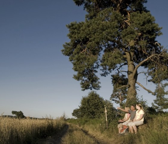 Drei Personen sitzen auf einer Bank unter einem großen Baum am Rand eines Feldwegs. Sie blicken in die Ferne, umgeben von Feldern und klarem Himmel., © Traumpfade/Urlitzki