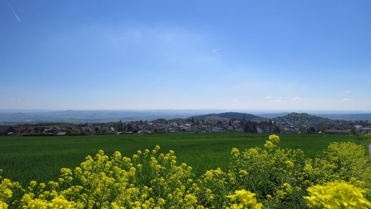Ein wunderschönes Landschaftsbild mit gelben Blüten und einem klaren blauen Himmel. Im Hintergrund sind sanfte Hügel und eine weite Aussicht zu sehen.