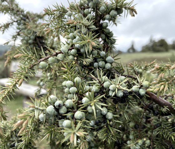 Juniper on the dream path Wacholderblick, &copy; Eifel Tourismus GmbH