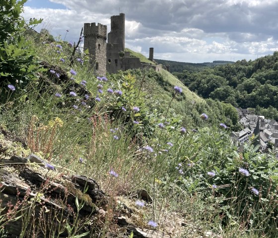 Kr&auml;uter am Monrealer Burgberg, &copy; Claudia Bilzer