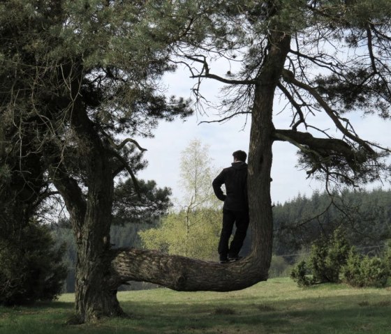 Unterwegs auf dem Traumpfad Bergeheidenweg, &copy; Foto: Svenja Schulze-Entrup, Quelle: Touristik-B&uuml;ro Vordereifel