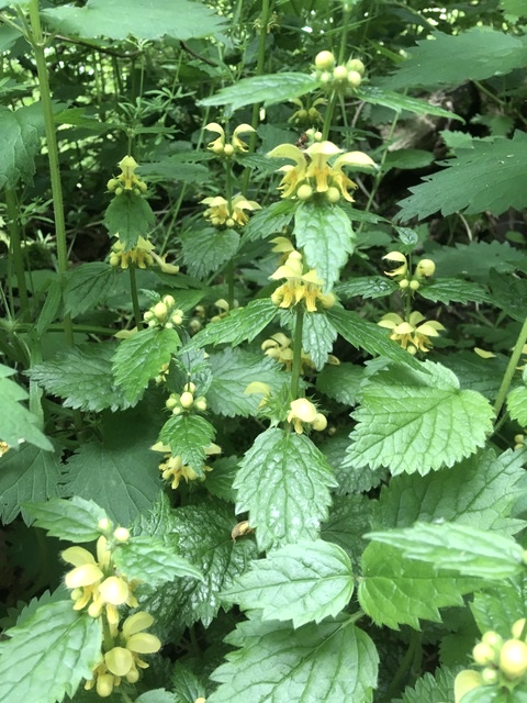 Golden Nettle, &copy; Johanna Schwarm