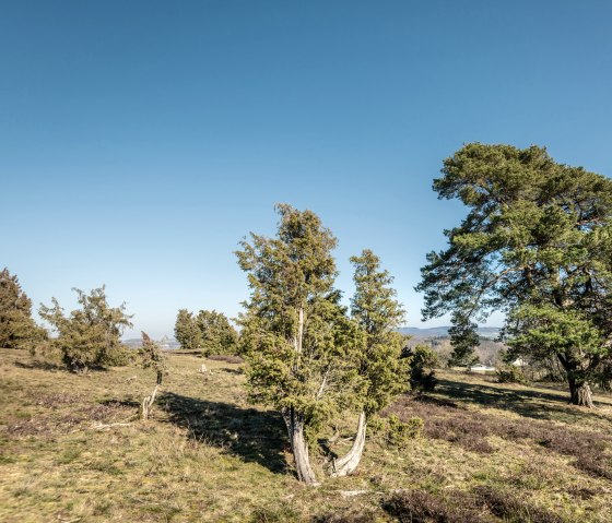 Wacholderb&auml;ume und Heide auf einer offenen Wiese unter klarem, blauem Himmel. Im Hintergrund sind H&uuml;gel zu sehen., &copy; Eifel Tourismus GmbH, D. Ketz