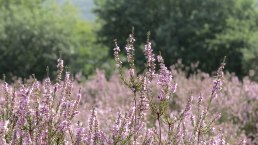 Bl&uuml;hende Heide bei Langscheid, &copy; Foto: Svenja Schulze-Entrup, Quelle: Touristik-B&uuml;ro Vordereifel
