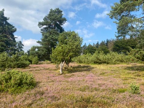 Eine ruhige Landschaft mit lila Heideblumen und verstreuten Bäumen. Der Himmel ist teilweise bewölkt und sorgt für eine angenehme Atmosphäre.