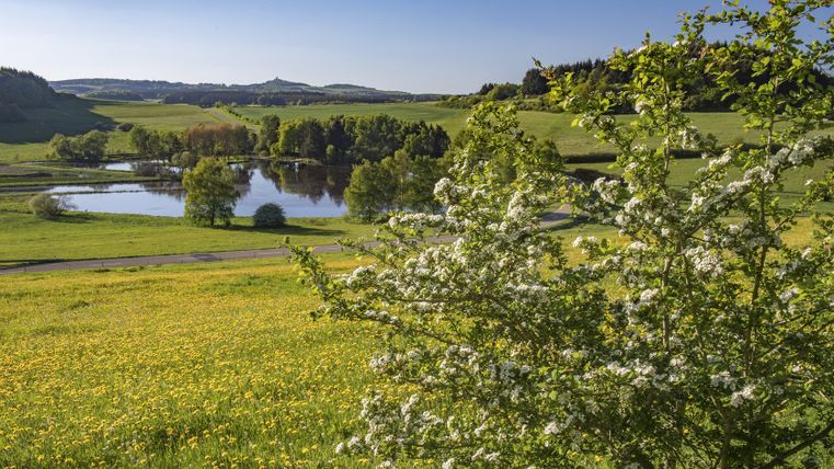 Landscape with a lake, a tree in bloom, and green hills.