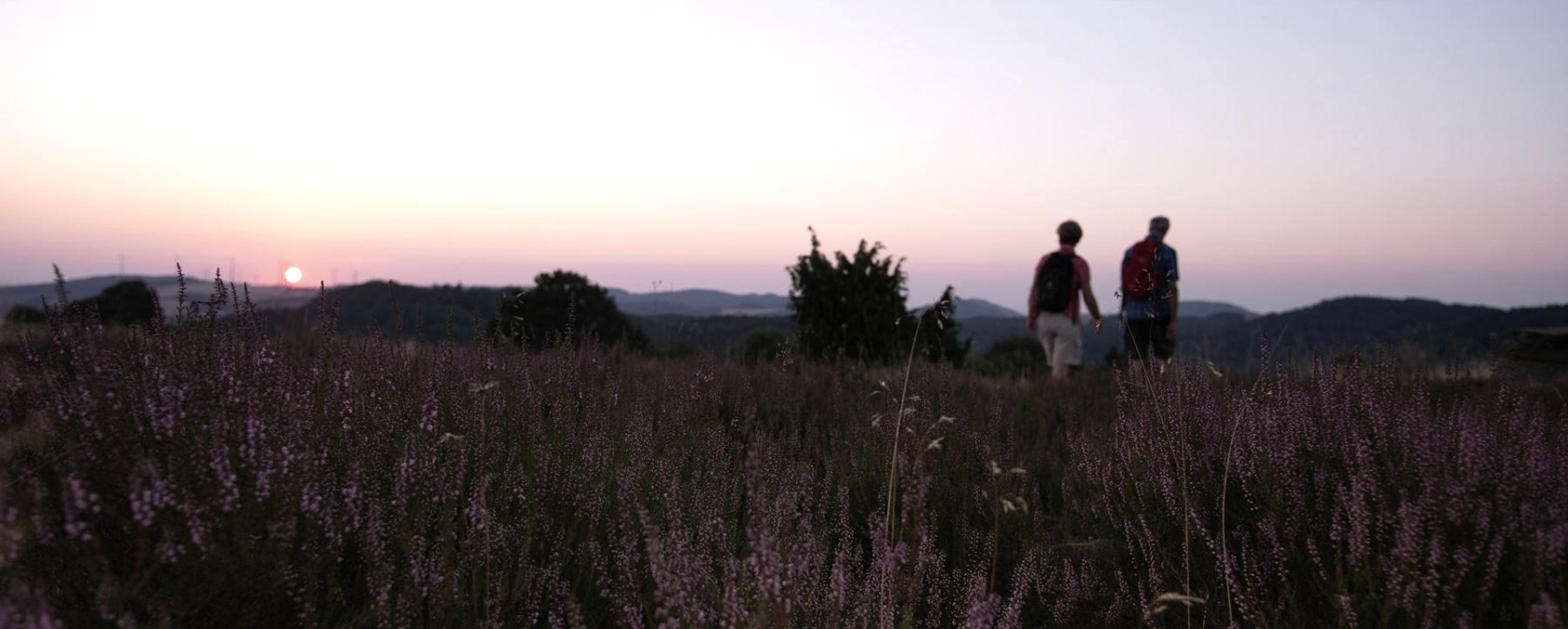 Wacholderheide Langscheid, © Laura Rinneburger