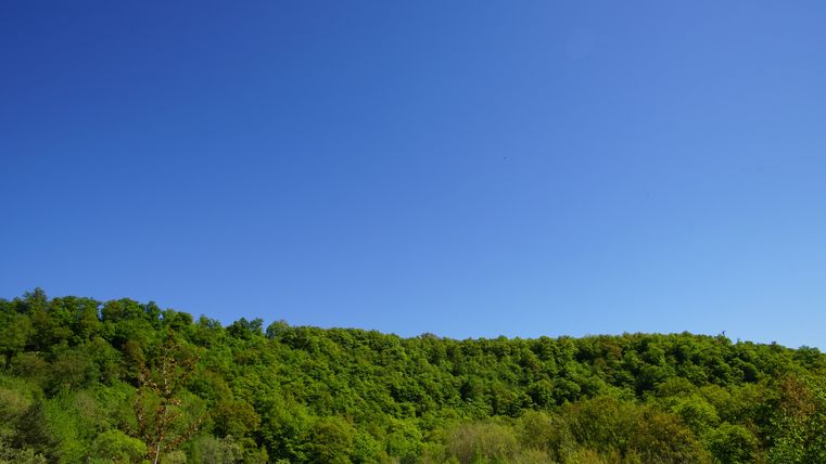 A clear blue sky over a green forest.
