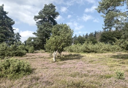 Wacholderheide, © Marcus Hüsgen