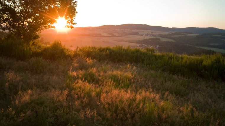 Sonnenuntergang über Heidelandschaft mit Baum im Vordergrund.
