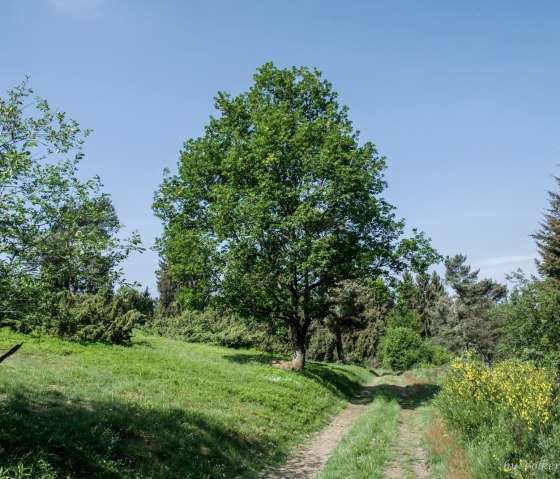 Un grand arbre le long du chemin, &copy; Volker Windheuser