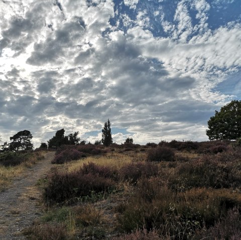 Wacholderheide Langscheid, &copy; Laura Rinneburger
