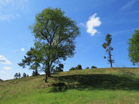 Landschaft mit grüner Wiese, Bäumen und blauem Himmel mit wenigen Wolken.
