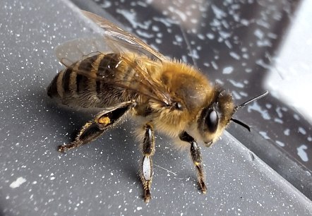 Summ Summ, © Charlotte Kleinschmidt