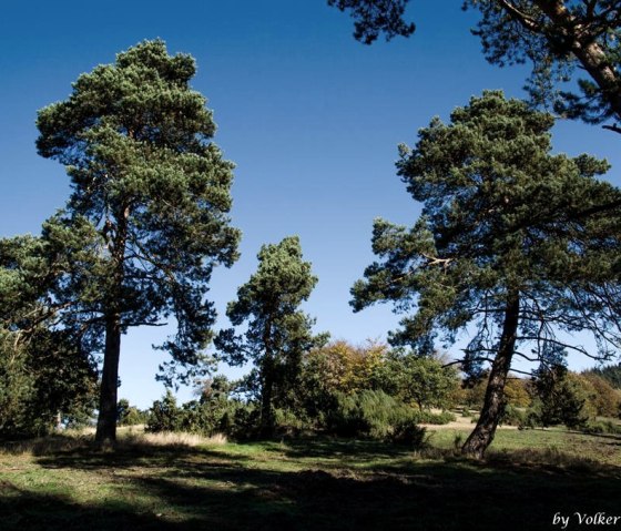 Wacholderheide bei Arft, &copy; Foto: Volker Windheuser, Quelle: Ortsgemeinde Arft