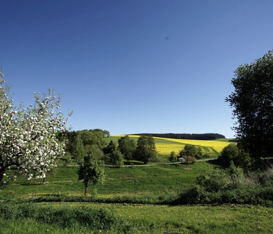 Wiesen und Felder rund um Herresbach, &copy; Foto: Laura Rinneburger, Quelle: Touristik-B&uuml;ro Vordereifel