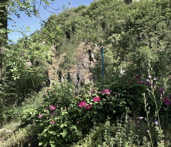 Blick auf die Monrealer Burg, &copy; Claudia Bilzer
