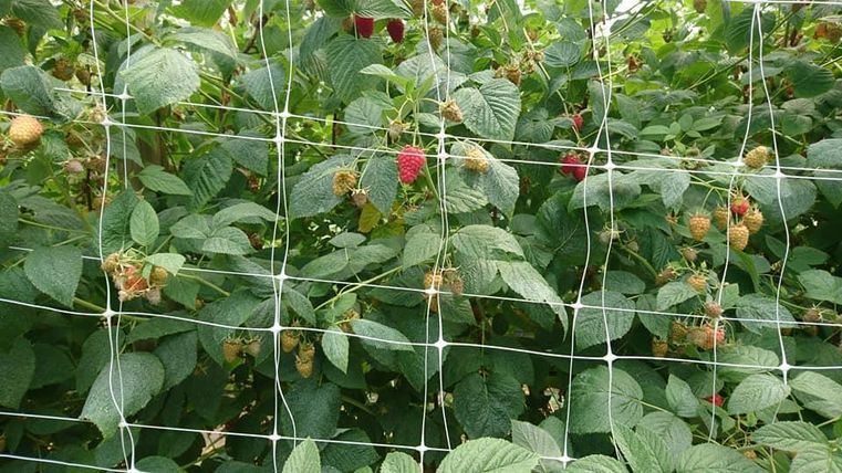 A densely growing raspberry bush with ripe and unripe fruits. A net protects the plants from animals.