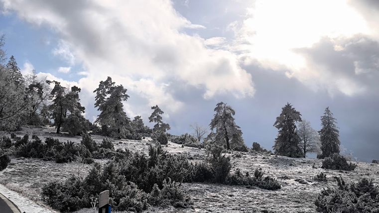 Eine schneebedeckte Landschaft mit hohen Bäumen unter einem bewölkten Himmel. Der Weg führt durch die Winterlandschaft.