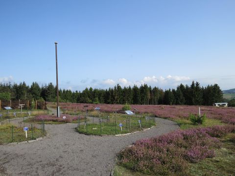 Ein malerisches Gelände mit lila blühender Heide und einem klaren Himmel. Im Hintergrund sind grüne Bäume zu sehen.