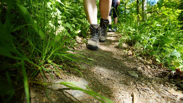 A hiking trail in the forest with green plants and two people walking. The sun is shining through the trees, creating a pleasant atmosphere.