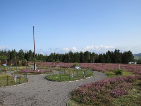 A blooming heath landscape with purple flowers and a clear sky. Dense trees can be seen in the background.