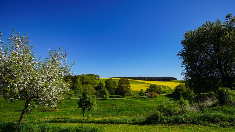Blühende Bäume auf grünen Feldern mit blauem Himmel