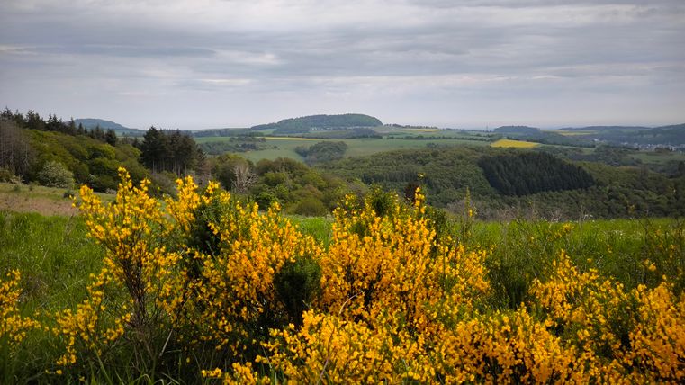 Ein schöner Blick auf eine hügelige Landschaft mit gelben Blütensträuchern im Vordergrund. Der Himmel ist bewölkt und die Natur ist grün.