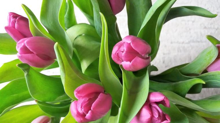 A beautiful bouquet of pink tulips with lush green foliage. The flowers are fresh and vibrant.