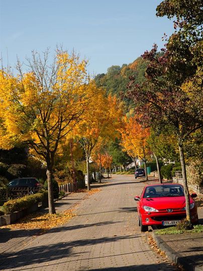 Eine wunderschöne Straße im Herbst mit bunten Bäumen und klarem Himmel. Ein rotes Auto parkt am Straßenrand.