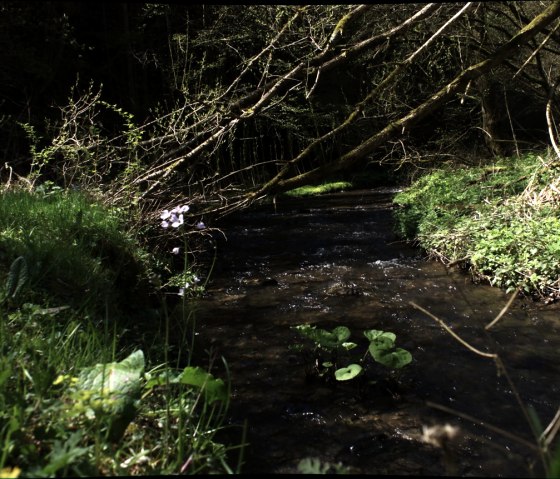 DIe Nitz on Jodokusweg, © Laura Rinneburger