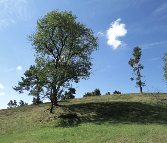 Gr&uuml;ne Wiese mit vereinzelten B&auml;umen unter klarem, blauem Himmel. Ein paar Wolken sind zu sehen., &copy; Svenja Schulze-Entrup