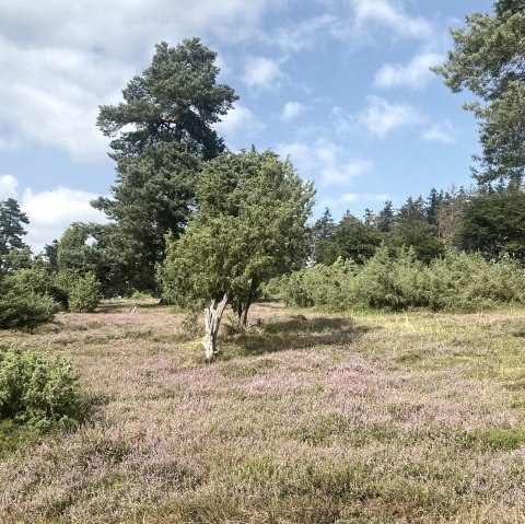 Wacholderheide, © Marcus Hüsgen