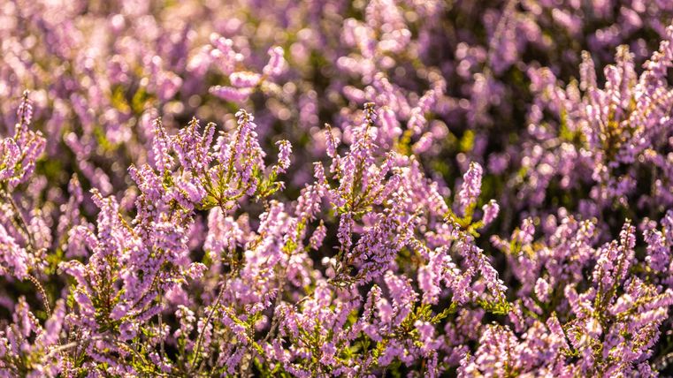 Nahaufnahme von blühender Heide in lila Farben.