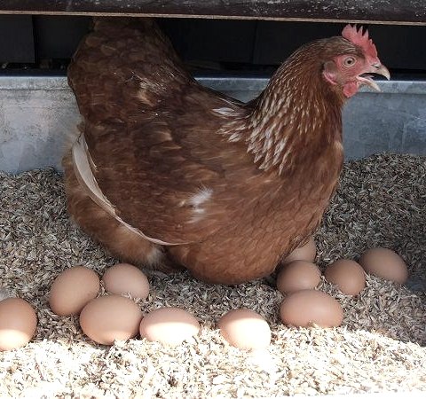 H&uuml;hner vom &Ouml;kohof, &copy; &Ouml;kohof Halfmann