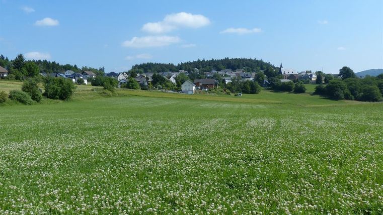 Eine grüne Wiese mit vielen kleinen weißen Blumen und einem klaren blauen Himmel. Im Hintergrund sind kleine Häuser und ein bewaldeter Hügel zu sehen.